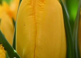 Tulipa Yellow Fabio ® (3)